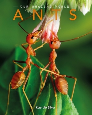 Ants: Amazing Pictures & Fun Facts on Animals in Nature